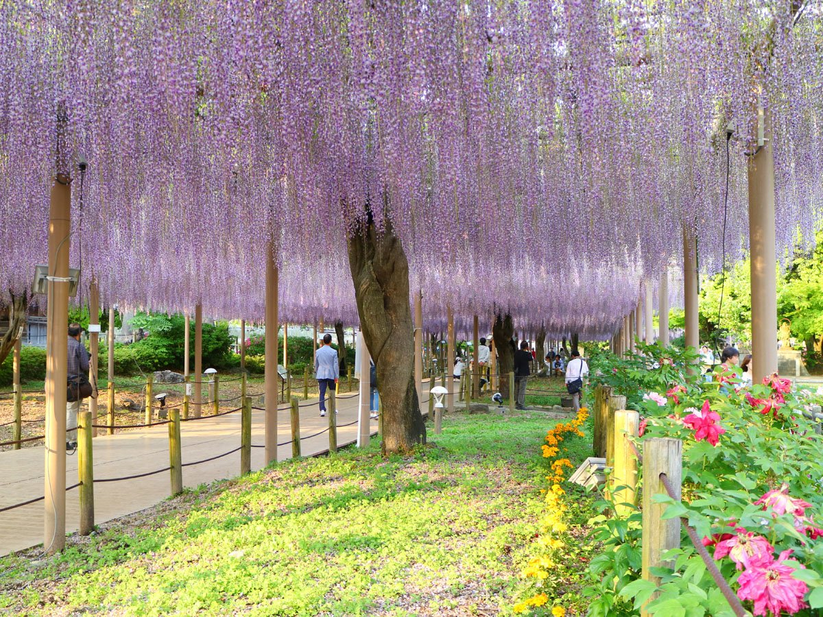 🌸 만다라지 공원(만다라지 코엔) 이미지 4